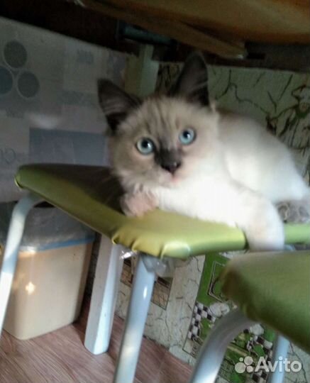 Кошка в дар