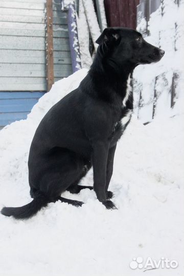 Собака ищет дом