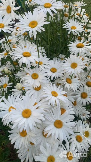 Ромашка садовая