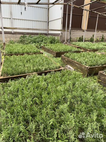 Черенок туи