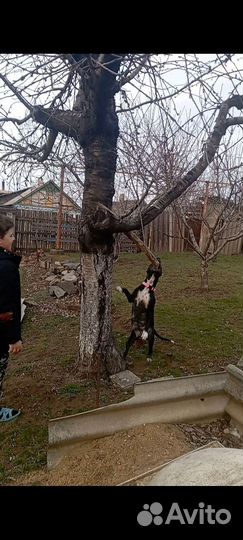 Собака в добрые руки щенок