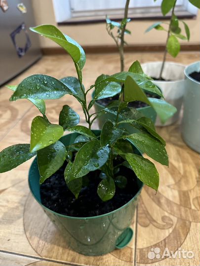 Мандарин /calamondino