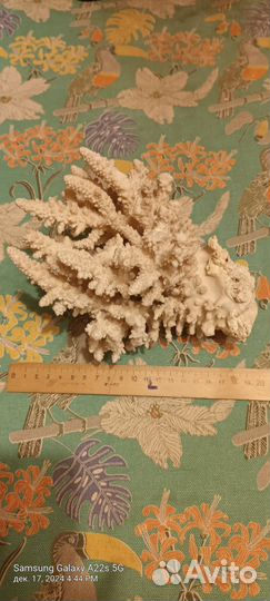 Коралл морской