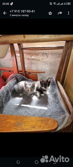 Котята
