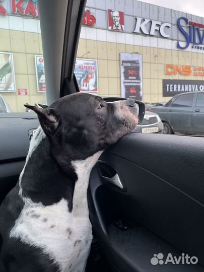 Вязка питбуль