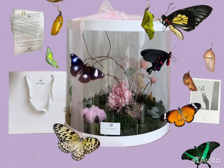 Мини сад тропических бабочек живые бабочки ферма