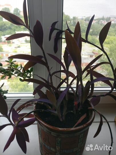 Комнатные растения цветы