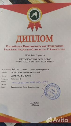 Кобель для вязки Бультерьер стандартный