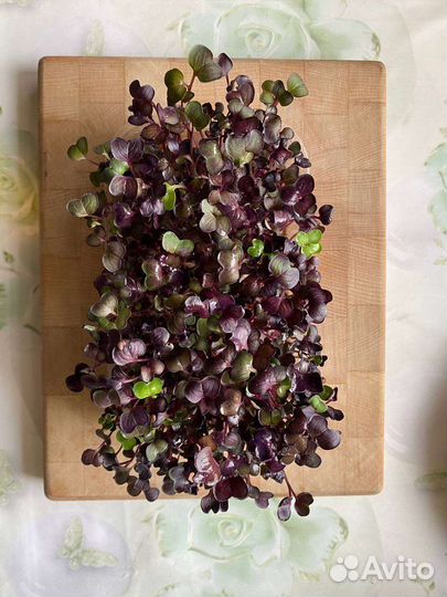 Микрозелень