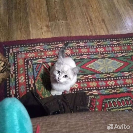 Охос азулес