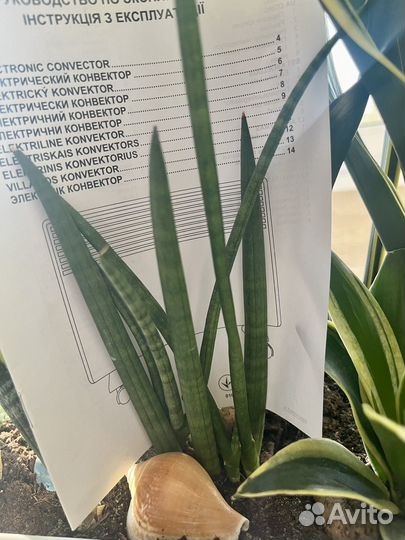 Сансивиерия цилиндрика