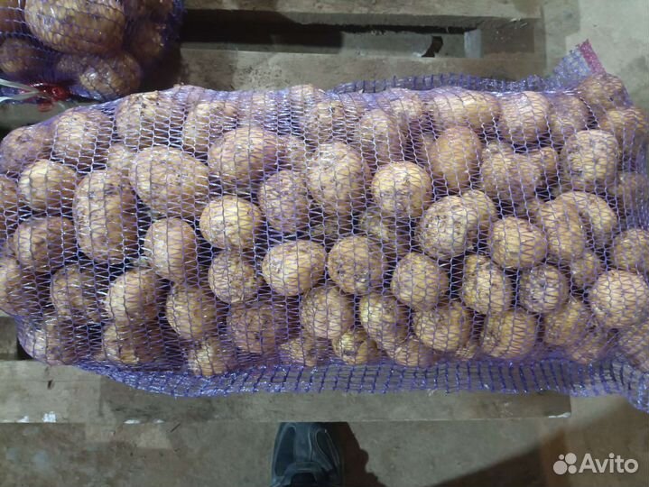 Продам картофель оптом