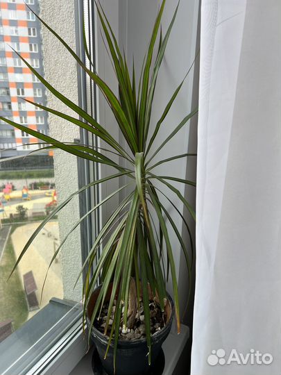 Пальма Драцена и Хамедорея