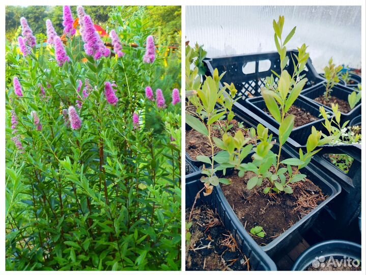 Многолетники для сада