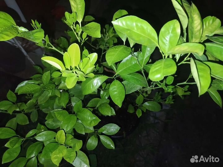 Цитрус. Каламондин. Цитрофортунелла