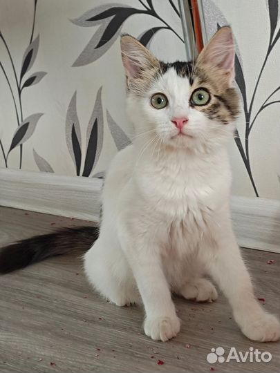 Котенок девочка в добрые руки