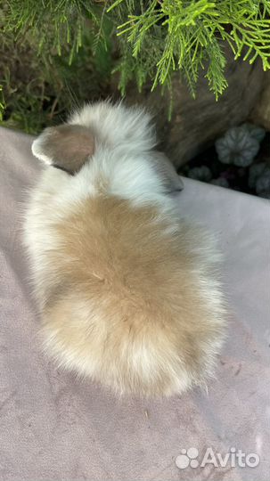 Вислоухие малыши