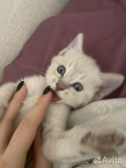 Отдам котенка в добрые руки