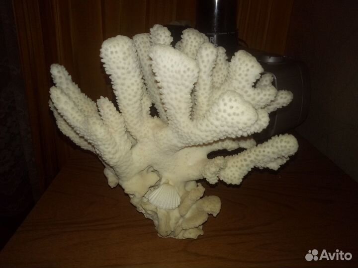 Морские кораллы ракушки