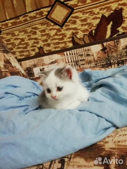 Продам шотландских котят