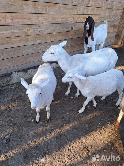 Катумские ярочки