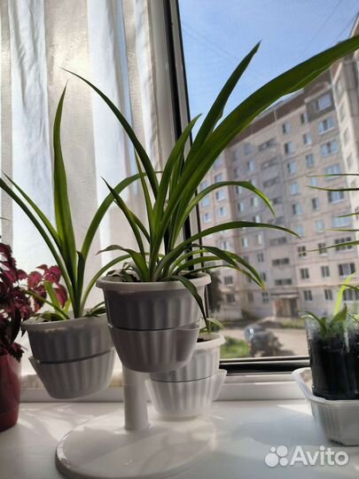 Хлорофитум