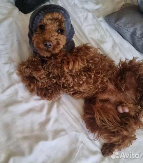 Вязка той пудель (кобель)