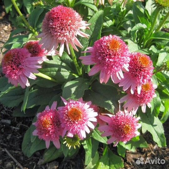 Саженцы Эхинацея 5сортов разных возрастов доставка