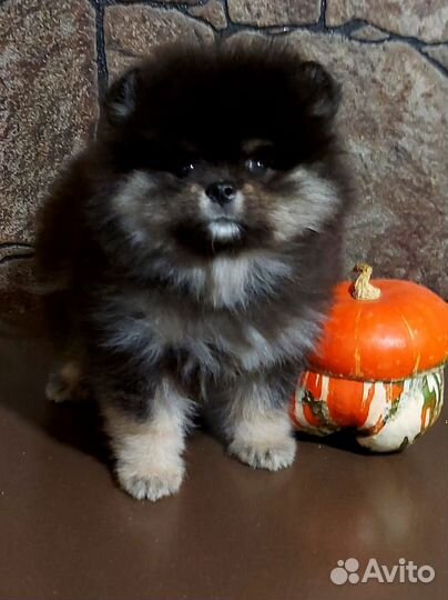 Шпице- мишки