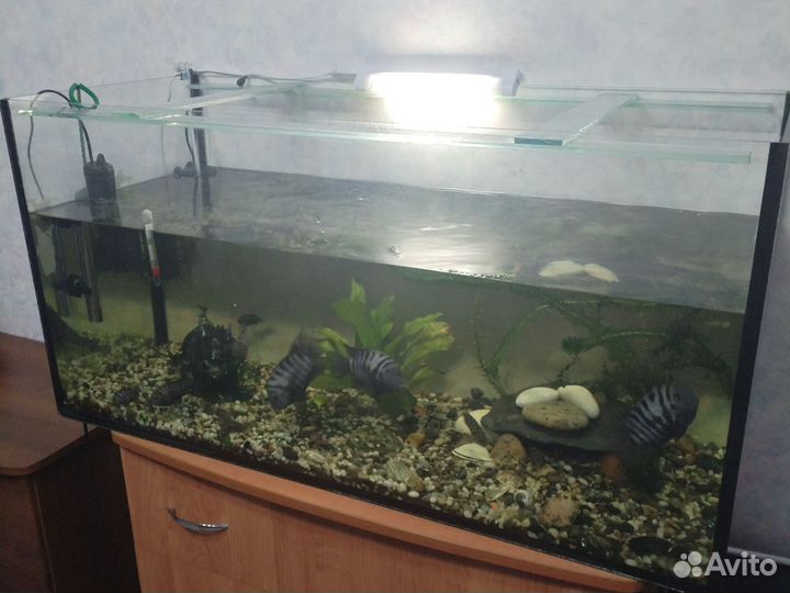 Аквариум