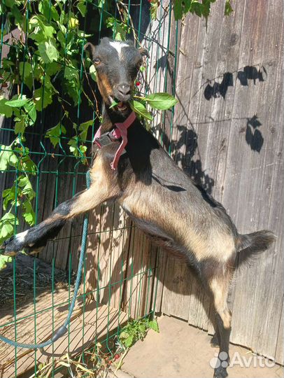 Козочка молочная