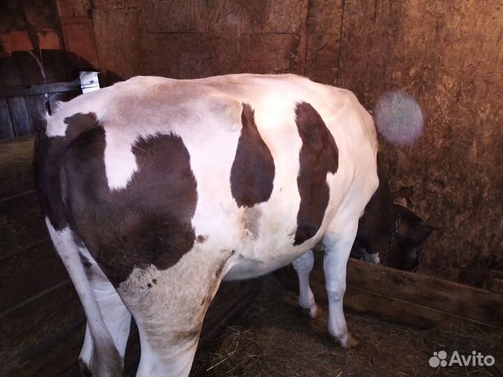 Телка стельная