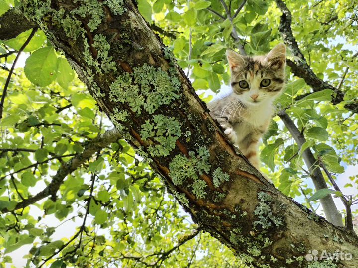 Котенок ищет дом