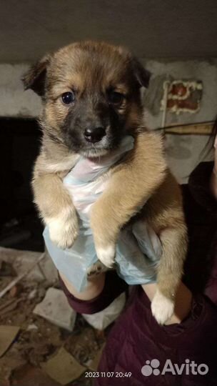 Щенок в добрые руки