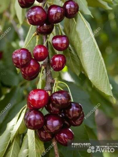 Черешня колнновидная