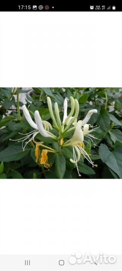 Жимолость вьющаяся декоративная