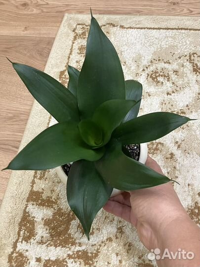 Сансевиерия Ханни Блэк Драгон, Тиара Платинум