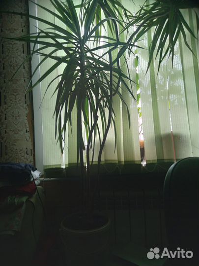 Пальма драцена