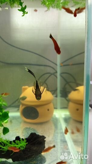 Сомики анциструсы