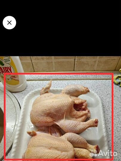 Куры бройлеры тушки мясо