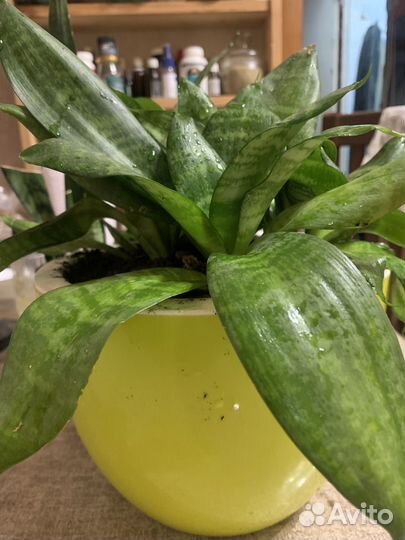 Сансевиерия мини, комнатные цветы