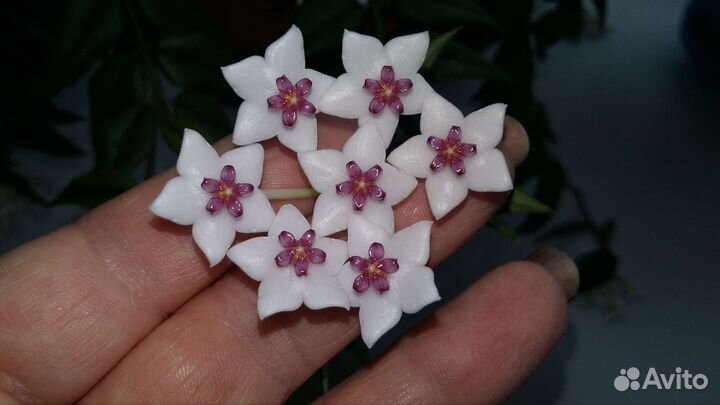 Хойя Bella, Tricolor(спорт) и Carnosa