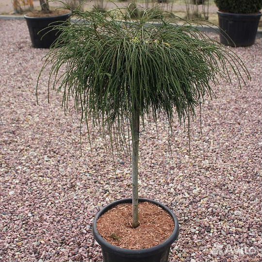 Туя Whipcord на штамбе