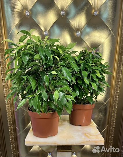 Фикус бенджамина Грин Кинке (Green Kinky)