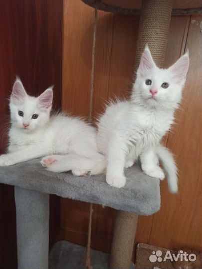Котята Мейн кун