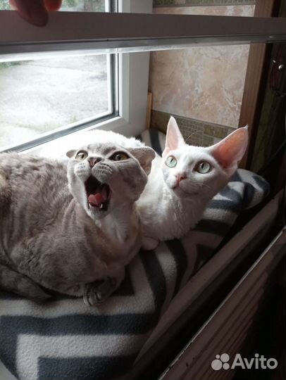 Девон-рекс котята