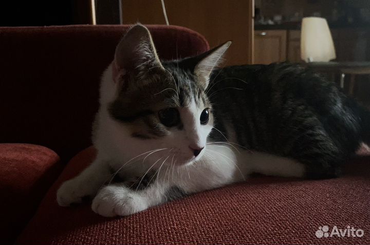 Котёнок в добрые руки бесплатно