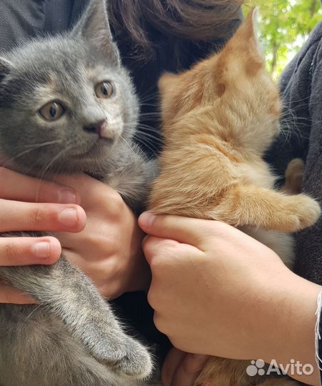 Котейки девочки