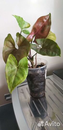 Сингониумы сортовые