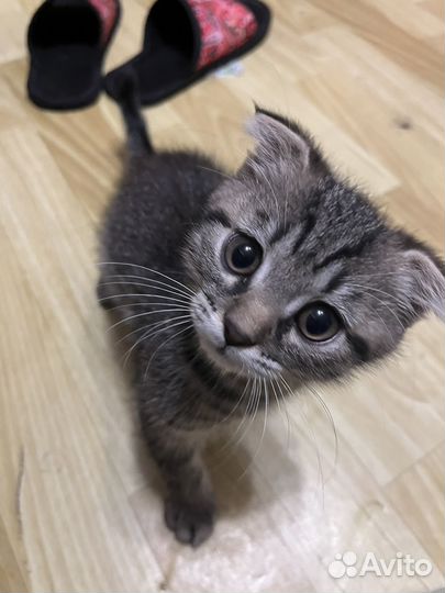 Кошка(мальчик)